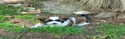 Shih Tzu honden te koop: Shih Tzu pups - Advertentie 10