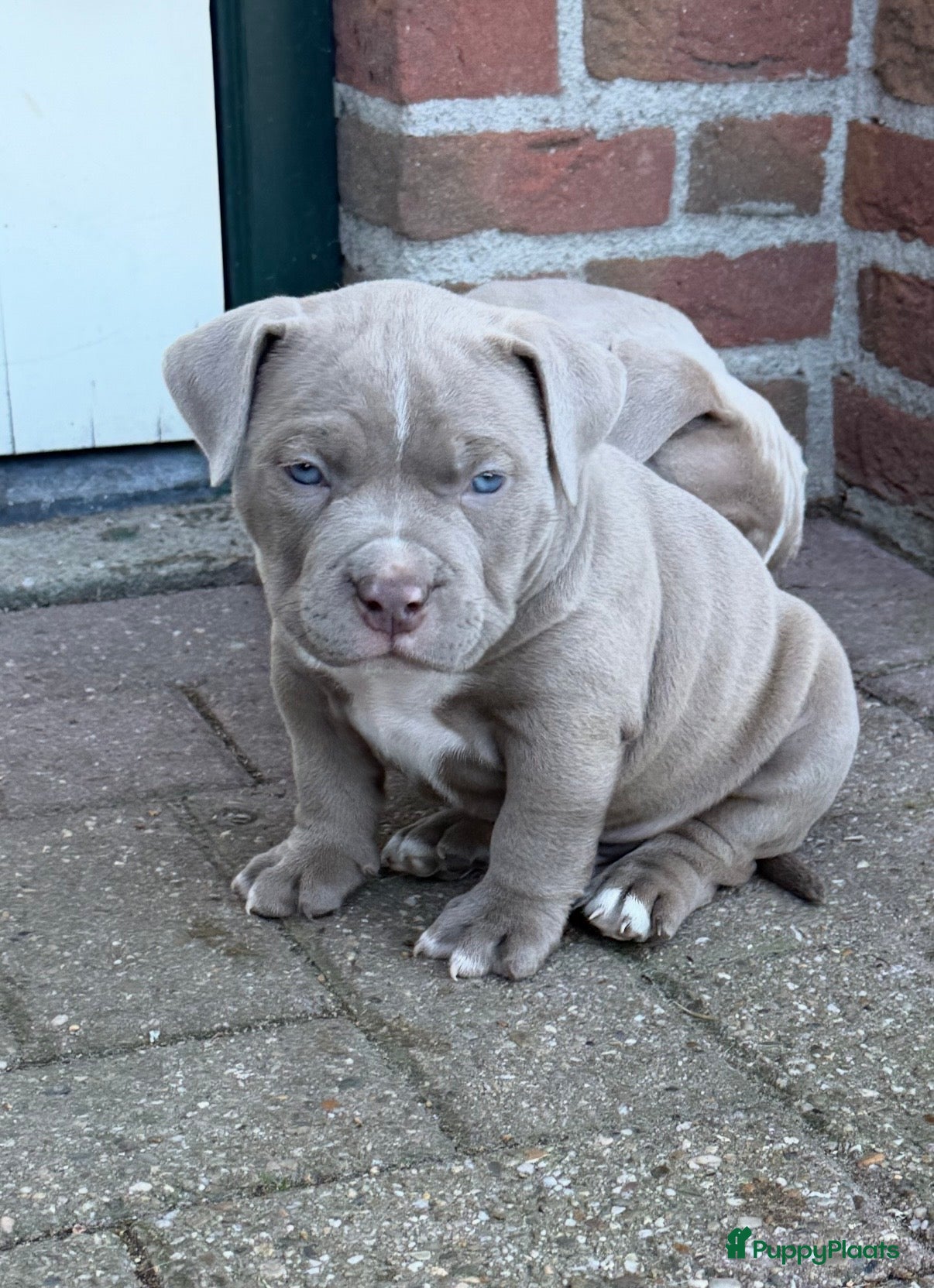 Amerikaanse Bully honden 4 prachtige pocket bully pups te koop - Advertentie 2