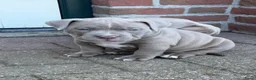Amerikaanse Bully honden te koop: 4 prachtige pocket bully pups te koop - Advertentie 3
