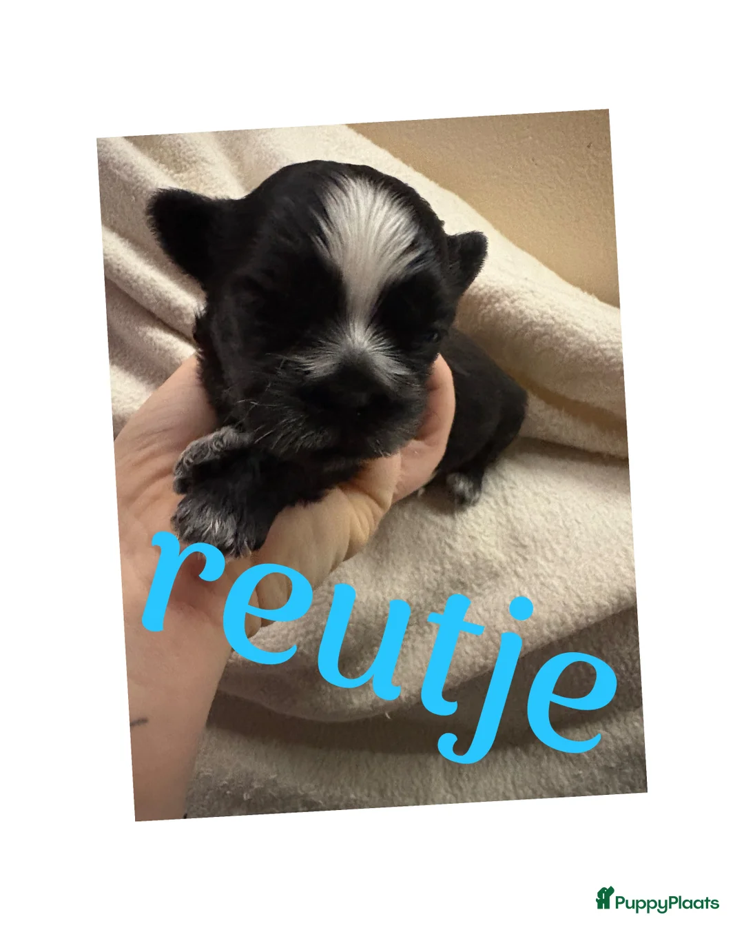 Shih Tzu honden te koop: Boomertjes - Advertentie 9