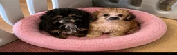 Poedel Toy honden te koop: Drie toy poedel pupjes  - Advertentie 12