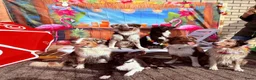 Australian Shepherd honden te koop: Australian shepherd pups ( nog 3 beschikbaar  - Advertentie 25