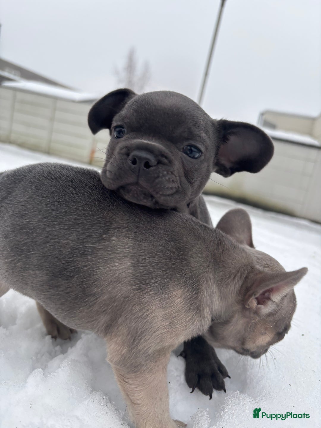 Franse Bulldog honden te koop: Franse Bulldog pups - Advertentie 9