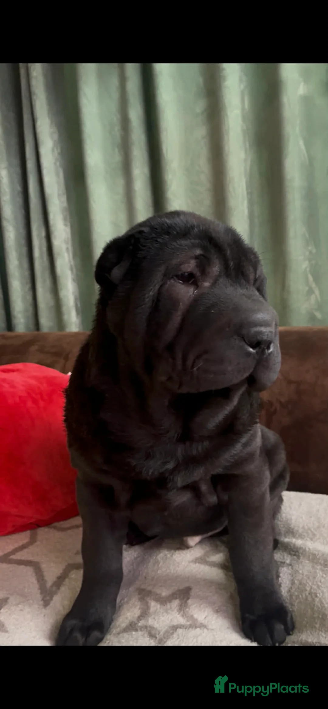 Shar Pei honden te koop: Sharpei - Advertentie 7