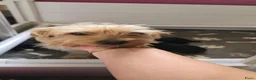 Kruising honden te koop: Superleuke en lieve pupjes.  - Advertentie 6