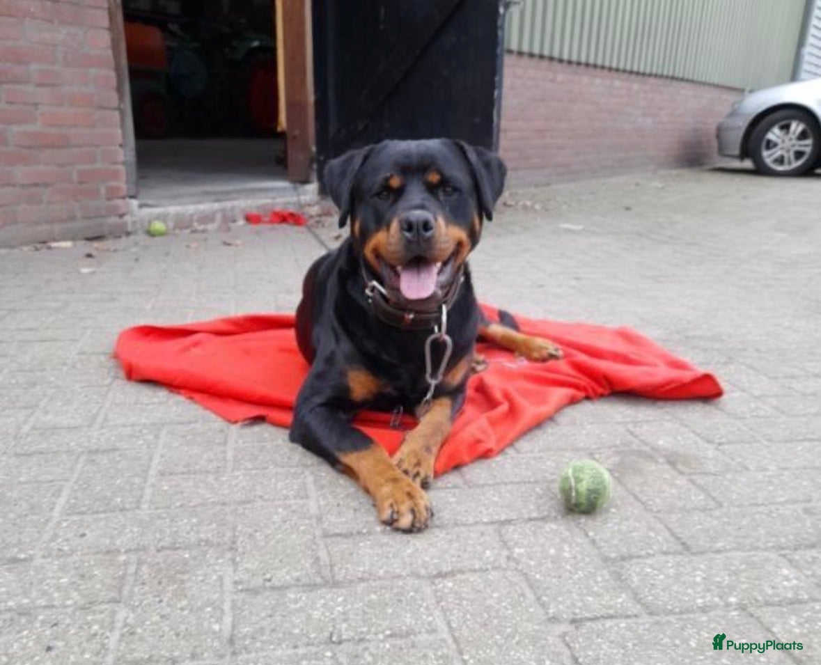 Rottweiler honden Lieve rottweiler pups te koop - Advertentie 4
