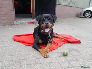 Rottweiler honden Lieve rottweiler pups te koop - Advertentie 4