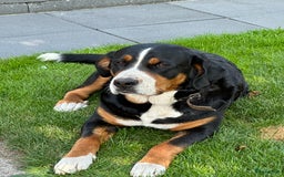 Kruising honden te koop: Berner Sennen x Zwitserse Sennen pups - Afbeelding 18