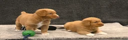 Nova Scotia Duck Tolling Retriever honden te koop: Nova Scotia Duck Tolling Retriever pups # Toller - Advertentie 7