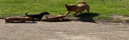 Jack Russel Terriër honden te koop: Nog 1 reutje beschikbaar - Advertentie 7