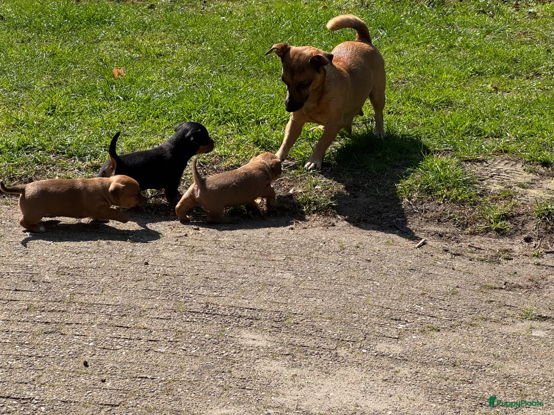Jack Russel Terriër honden te koop: Nog 1 reutje beschikbaar - Advertentie 7