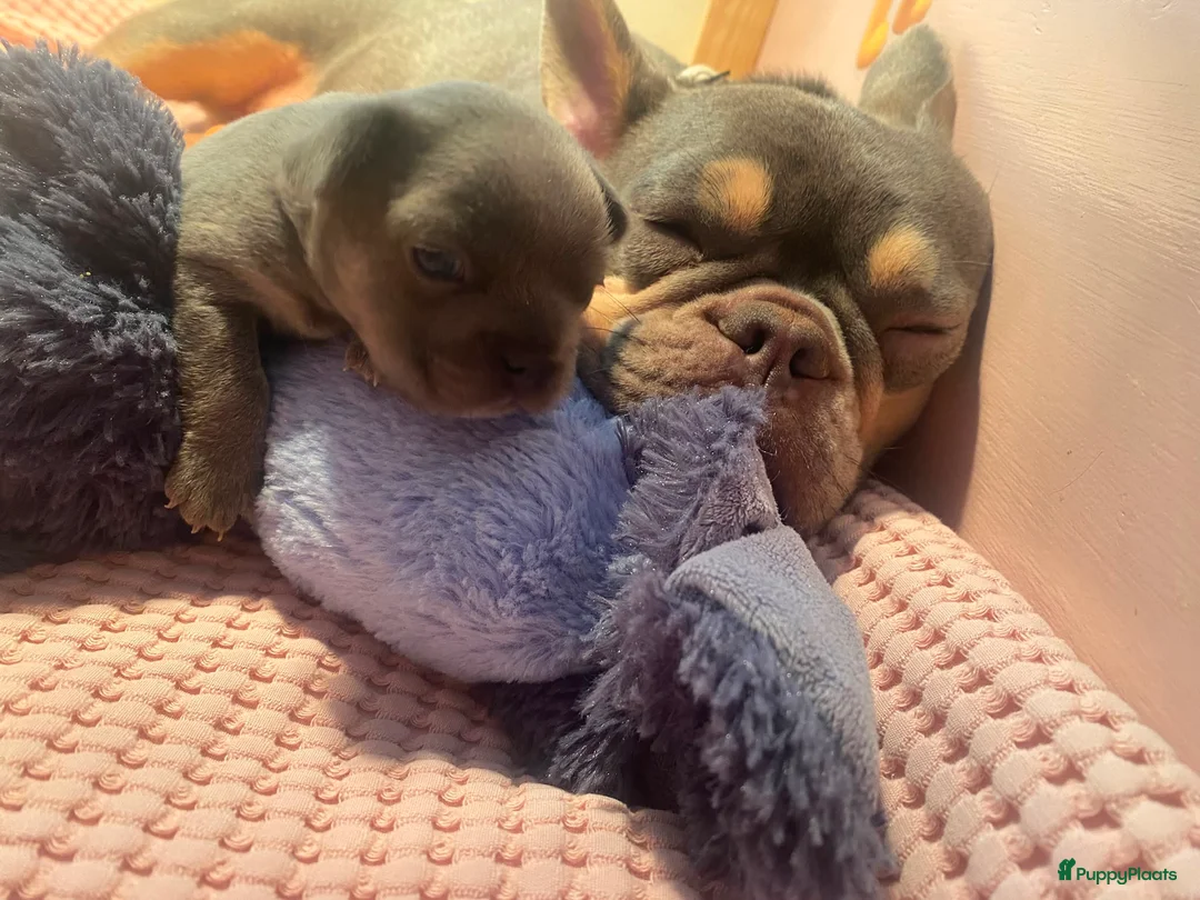 Franse Bulldog honden te koop: Lief, actief & zelfstandig teefje zoekt mandje - Advertentie 2