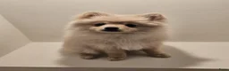 Pomeriaan honden te koop: Pomeriaan pup teefje Creme Sable - Advertentie 4