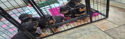 Rottweiler honden te koop: Litter F  - Advertentie 22