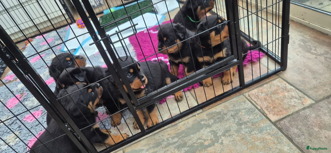 Rottweiler honden te koop: Litter F  - Advertentie 22