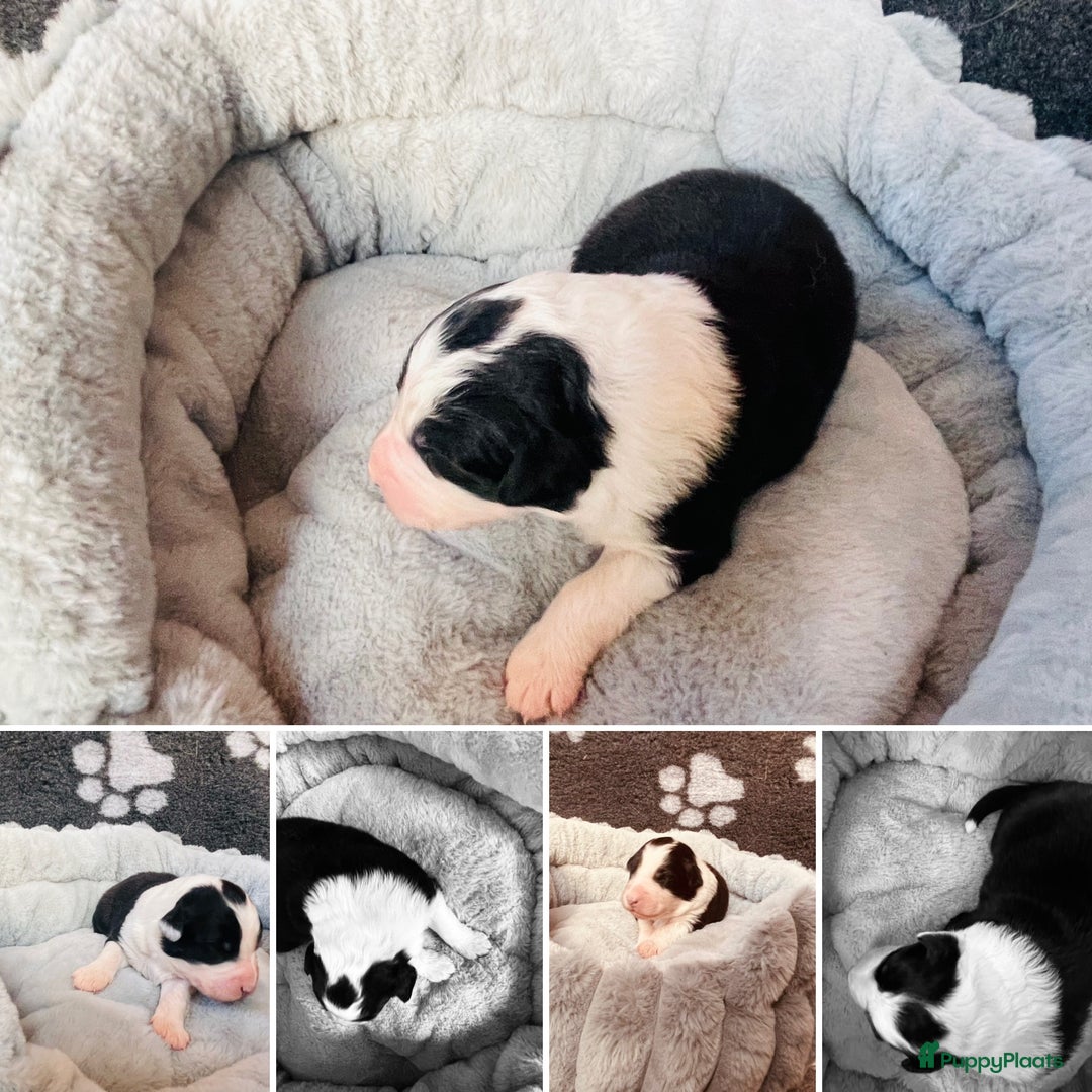 Australian Shepherd honden te koop: Prachtige pups Australian shepherd X  - Advertentie 9