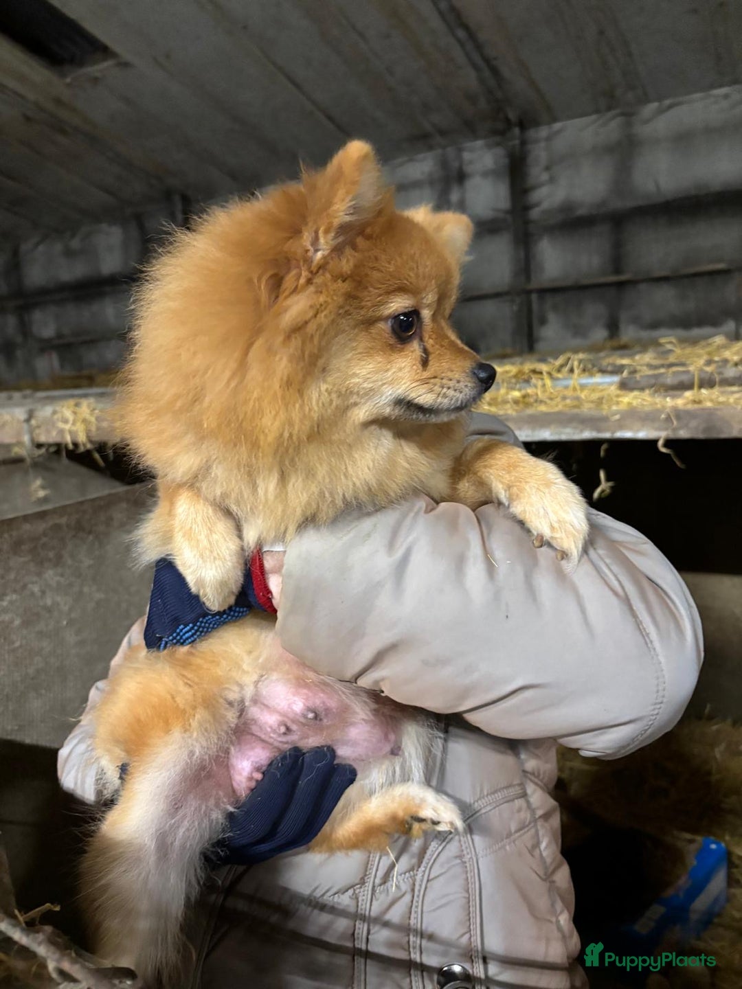 Keeshond honden te koop: 3 prachtige keeshondjes zoeken supergoed huis - Advertentie 1