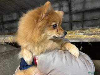 Keeshond honden 3 prachtige keeshondjes zoeken supergoed huis - Advertentie 3