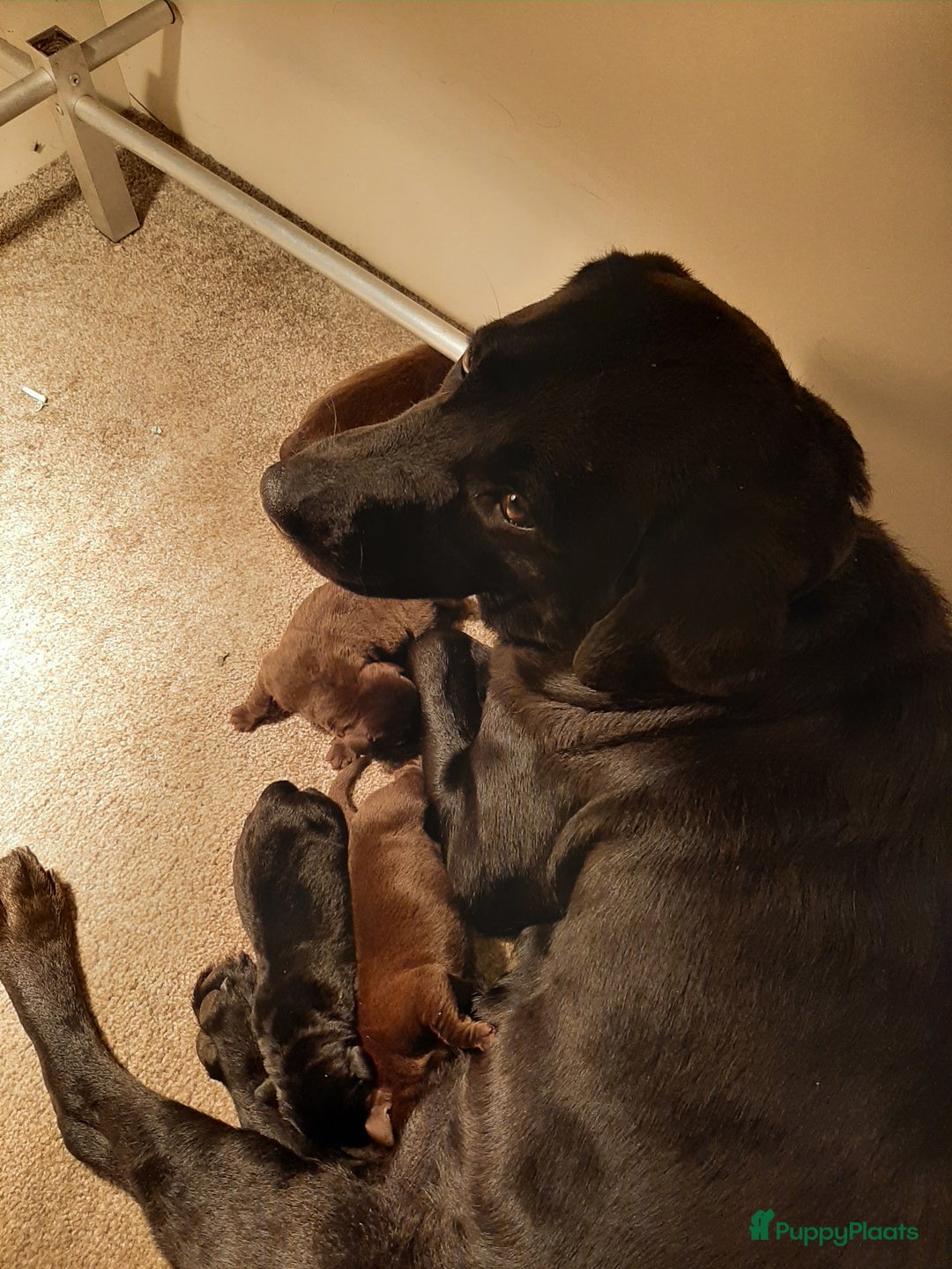 Labrador Retriever honden te koop: Labrador Retriever pups met stamboom - Advertentie 22