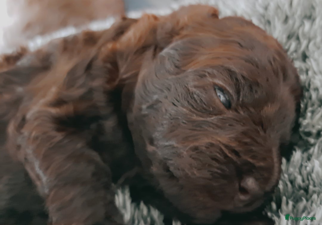 Shihpoo honden te koop: Choco shihpoo puppy teefje x toypoedel - Advertentie 5