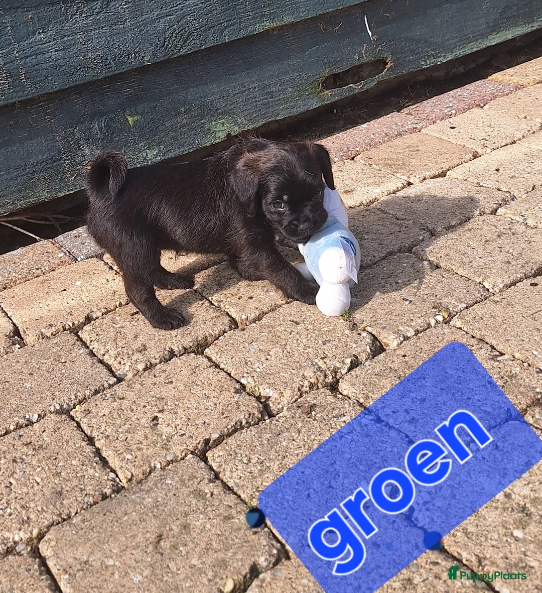 Kruising honden te koop: Retromops  in Nagele - Advertentie 2