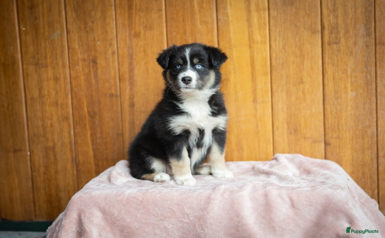 Pomsky honden - Advertentie 1