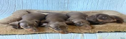 Teckel (korthaar)  honden te koop: Dwerg bruin tan teckel pupjes. - Advertentie 6