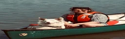 Border Collie honden te koop: Leuke Merle puppies in Baarle-Nassau - Advertentie 9