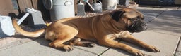 Bullmastiff honden te koop: ## VERWACHT Bullmastiff pups ## - Advertentie 2
