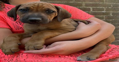 Rhodesian Ridgeback honden - Advertentie 15