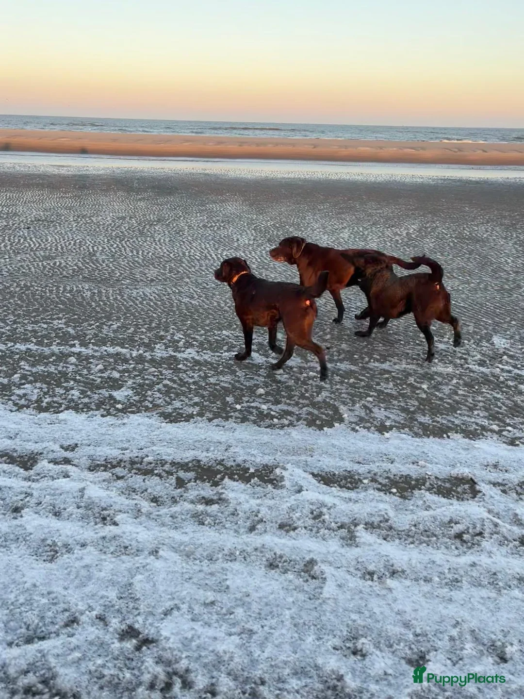 Labrador Retriever honden te koop: Puppy’s of a Brand New Way - Advertentie 7