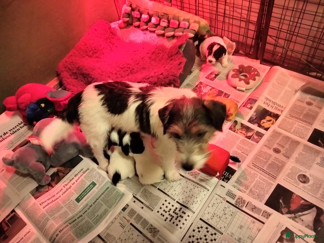 Jack Russel Terriër honden te koop: Jack Russell pups met stamboom - Advertentie 7