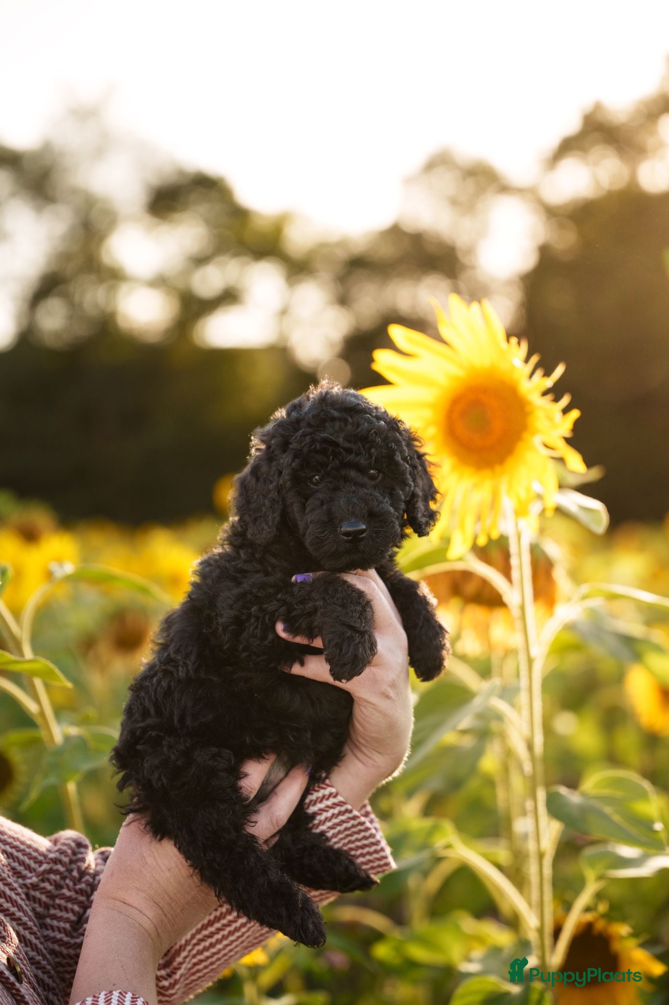 Labradoodle honden Direct beschikbaar 2 prachtige labradoodle reutjes - Advertentie 1