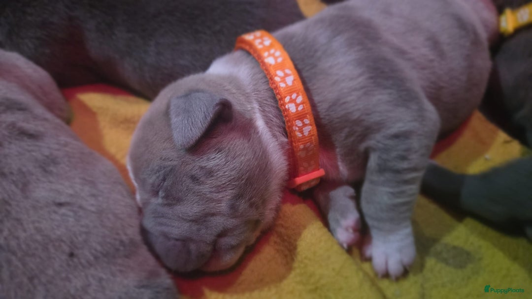 Amerikaanse Bully honden te koop: Hele lieve American bully xl pups - Advertentie 6