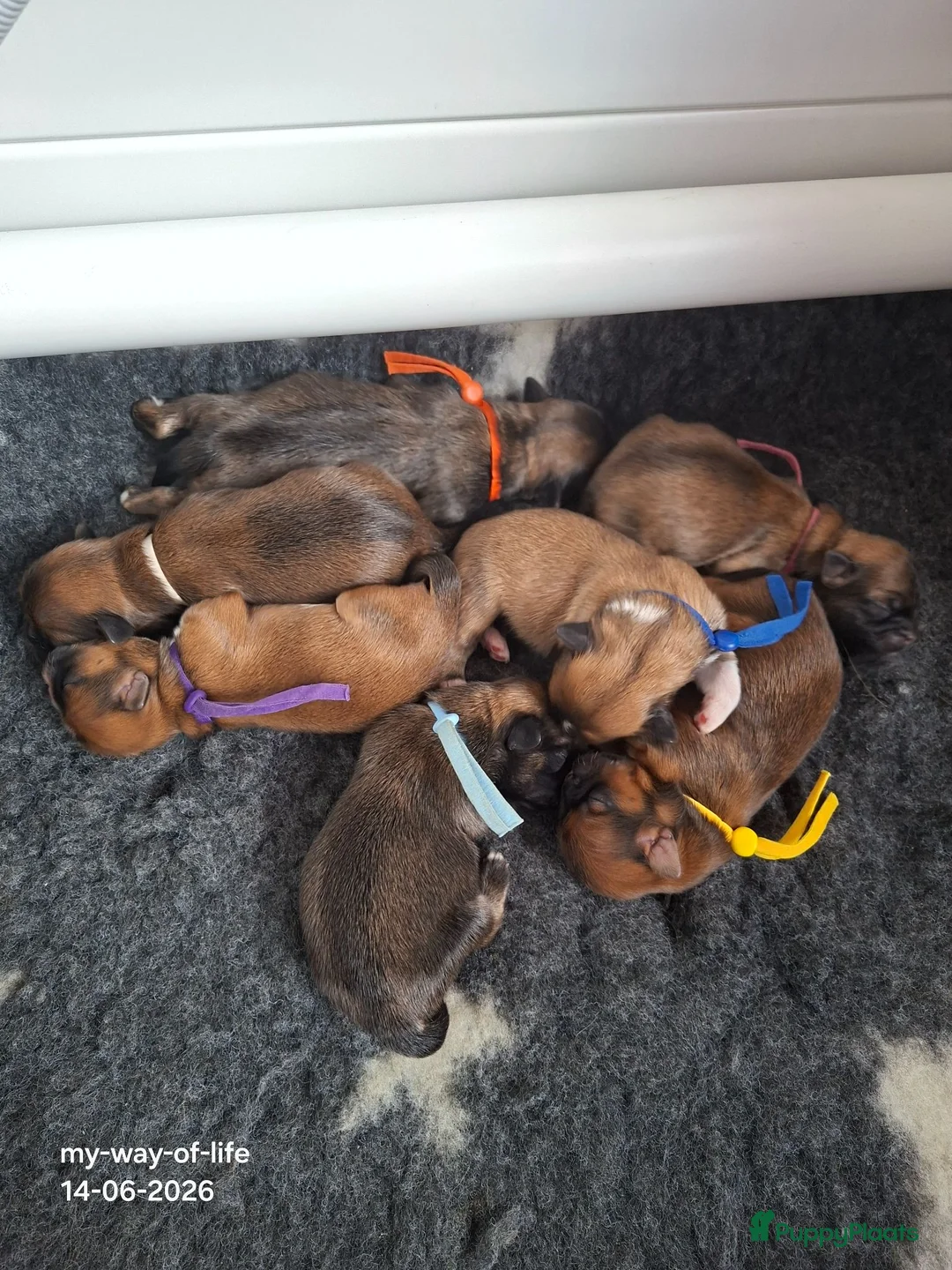 Lhasa Apso honden te koop: Lhasa Apso pups in Bedum - Advertentie 2