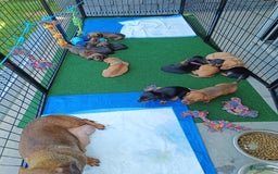 Teckel (korthaar)  honden te koop: Rasechte dwergteckels korthaar  - Afbeelding 1