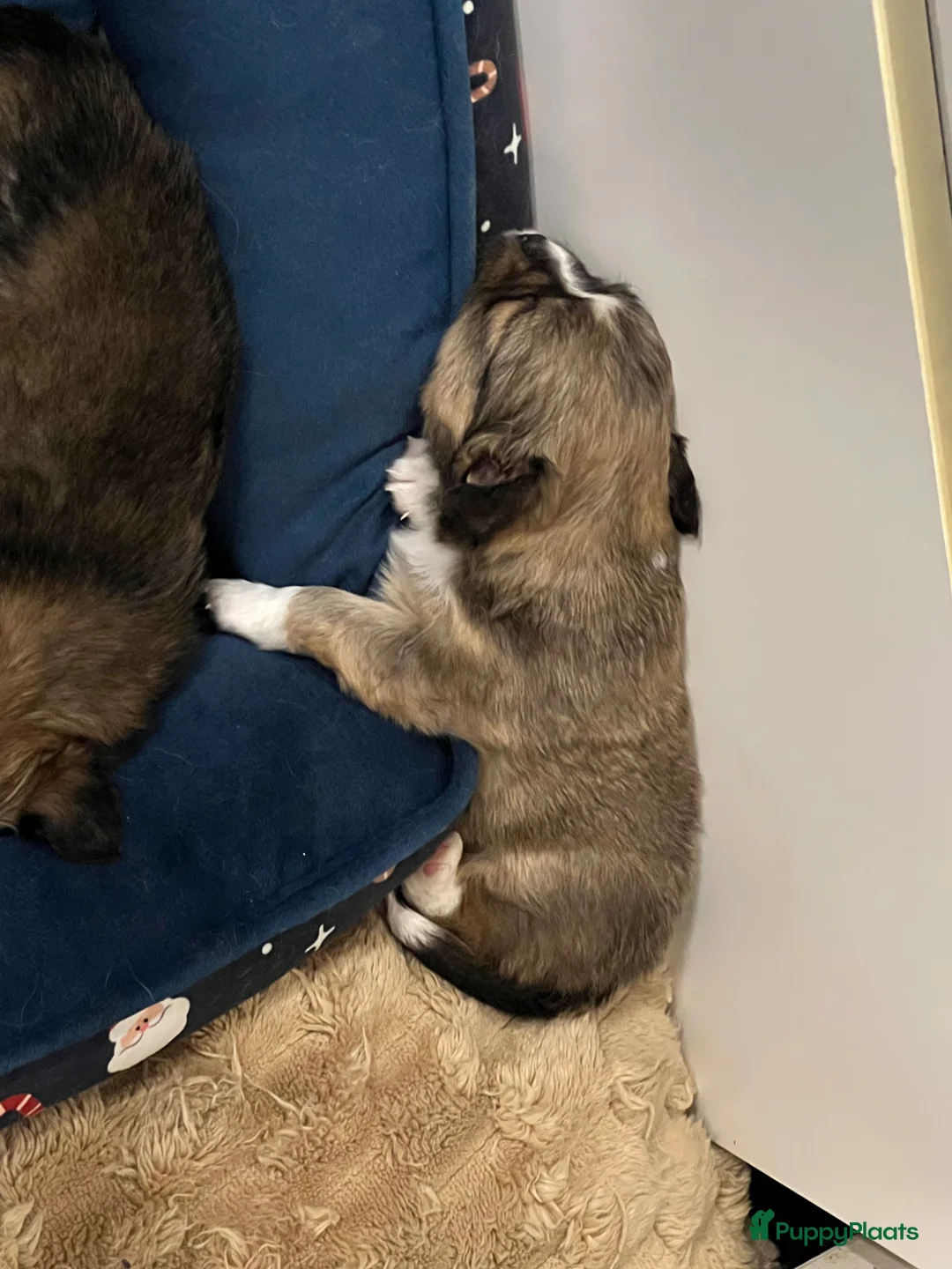 Pomchi honden te koop: Lieve Pomchi pups - Advertentie 14