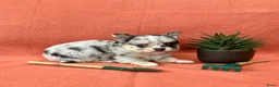 Pomchi honden te koop: 75% chihuahua/25% Pomeriaan pups zoeken huisje - Advertentie 4