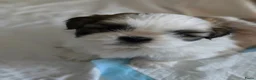 Shih Tzu honden te koop: Beschikbaar raszuivere shih-tzu pups  - Advertentie 8
