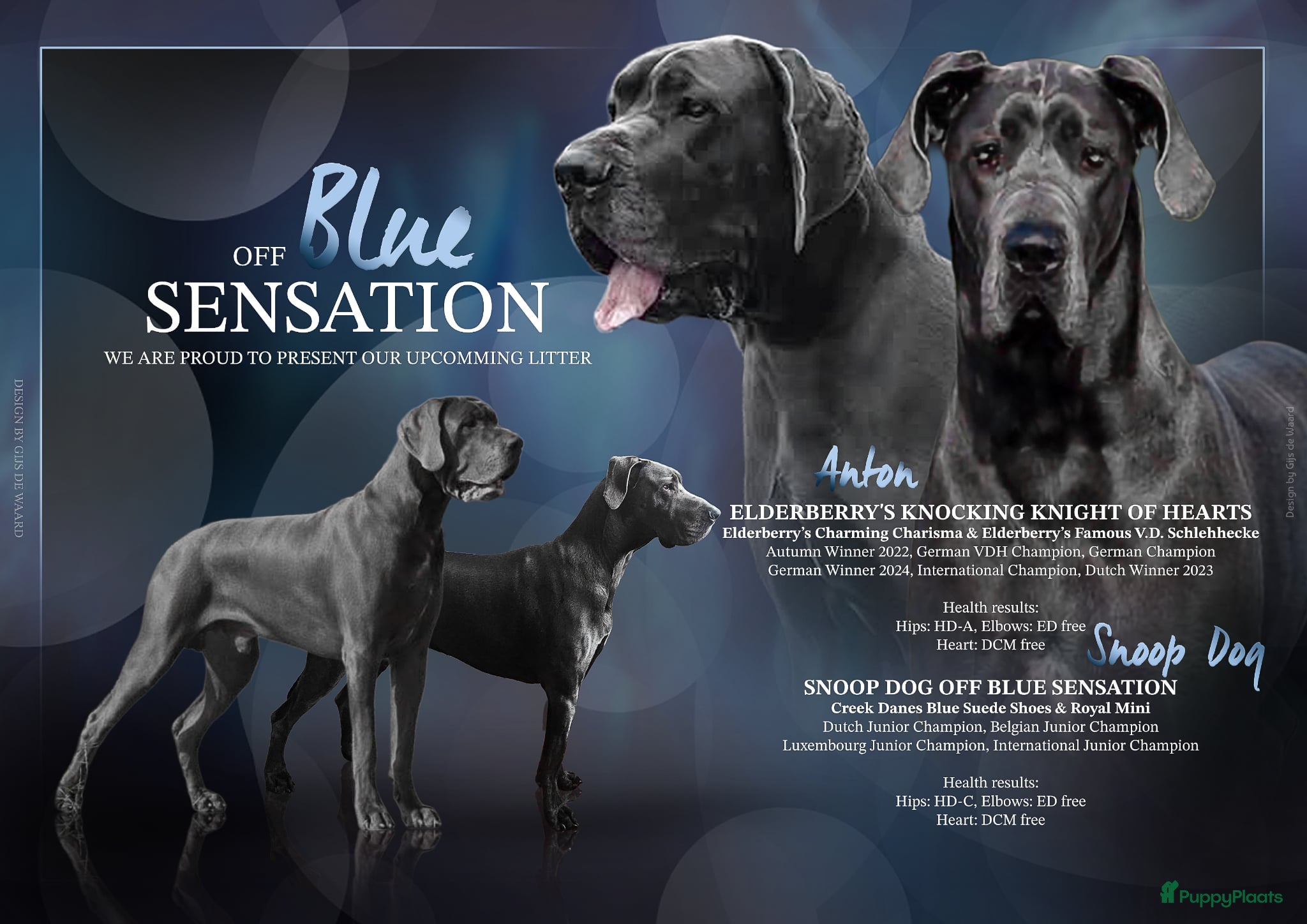 Duitse Dog honden Duitse Dog (gen) pups Blauw - Advertentie 1