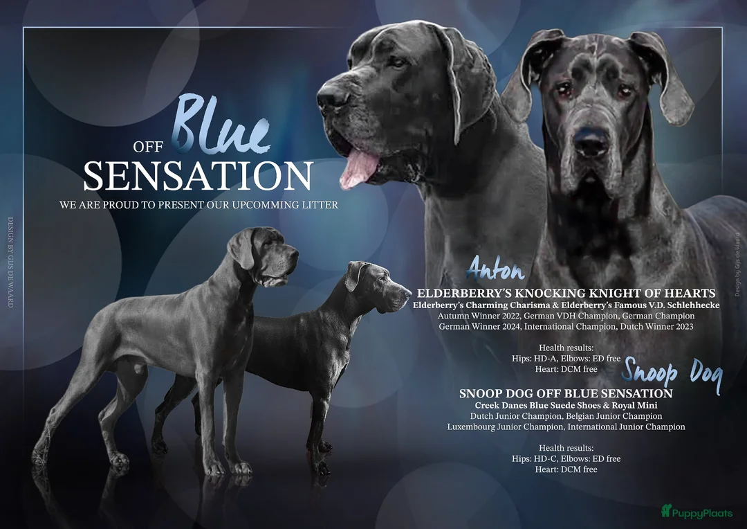 Duitse Dog honden te koop: Duitse Dog (gen) pups Blauw - Advertentie 1