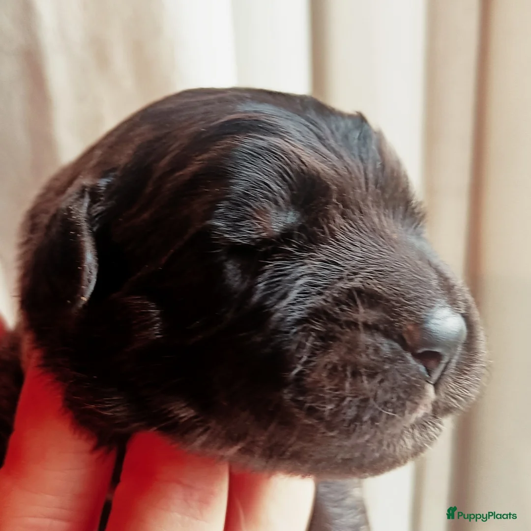 Leonberger honden te koop: Leonberger pups voor de echte liefhebber - Advertentie 5