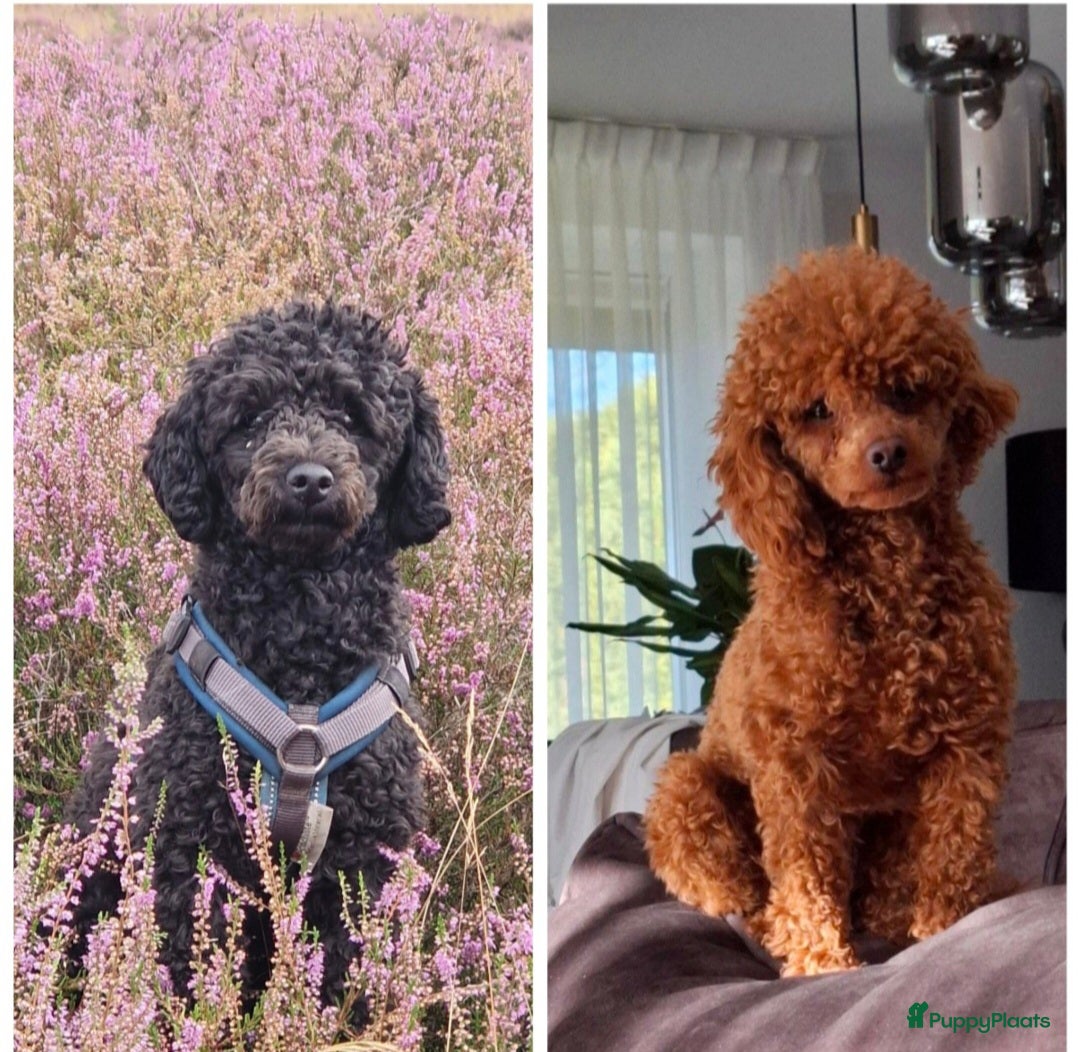 Poedel Toy honden Prachtige toypoedel pups teefjes - Advertentie 1