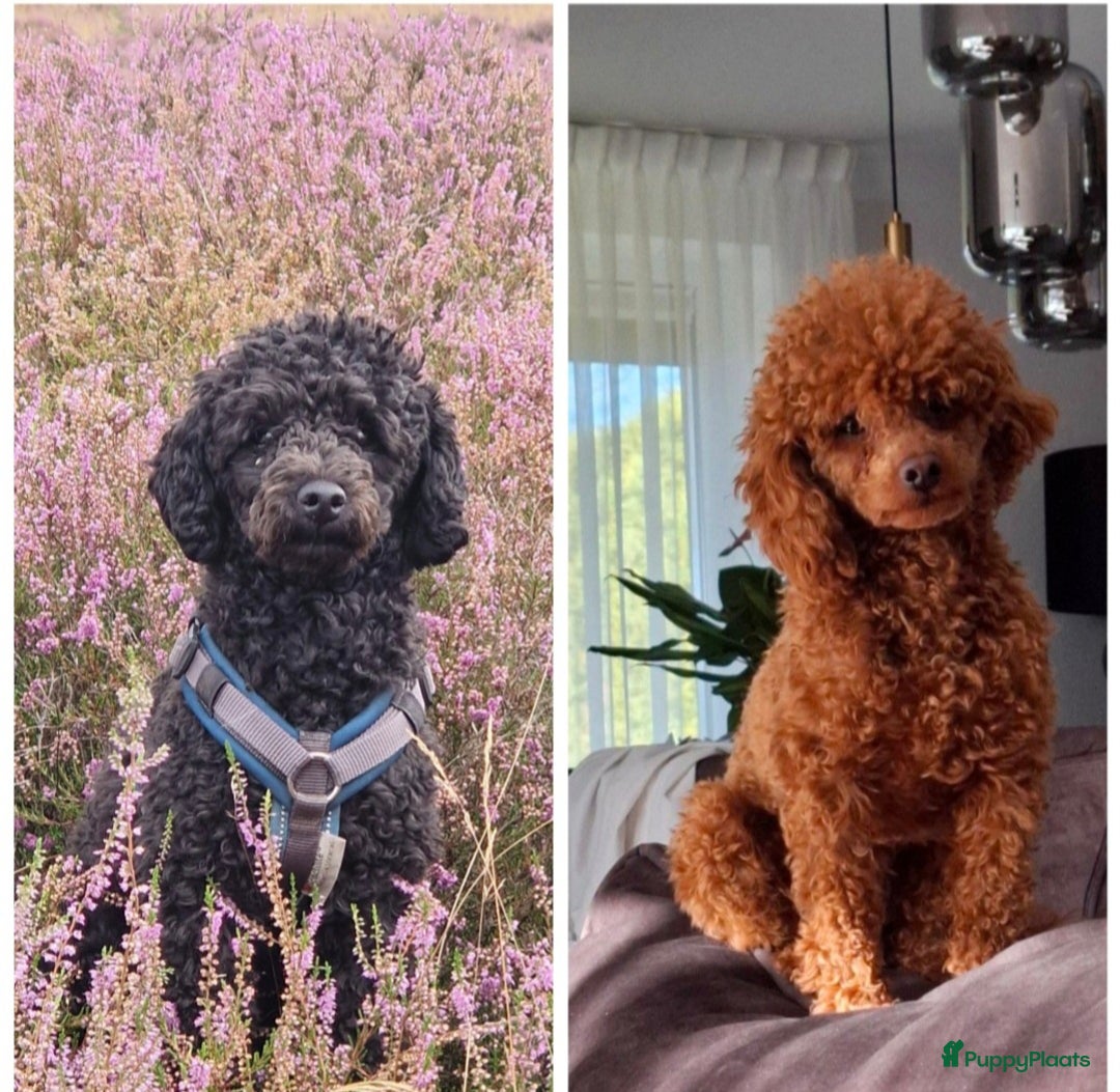 Poedel Toy honden te koop: Prachtige toypoedel pups teefjes - Advertentie 1