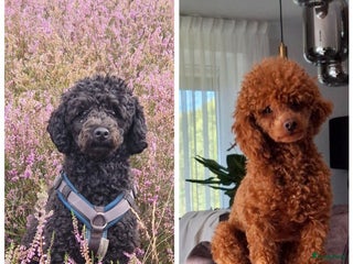 Poedel Toy honden Prachtige toypoedel pups teefjes - Advertentie 1