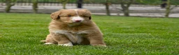 Nova Scotia Duck Tolling Retriever honden te koop: Nova Scotia Duck Tolling Retriever pups # Toller - Advertentie 15