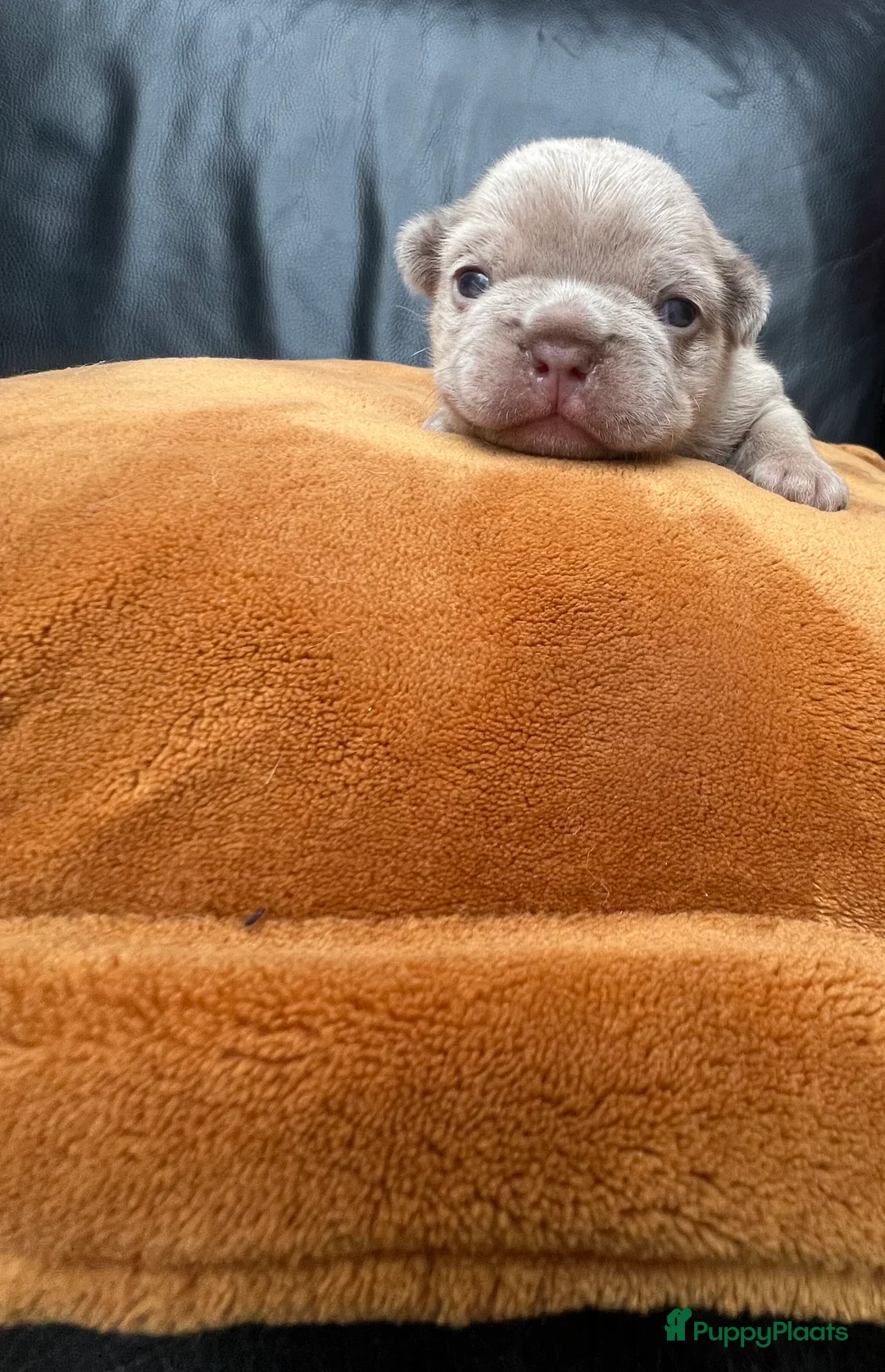 Franse Bulldog honden te koop: Franse Bulldog pups  - Advertentie 5