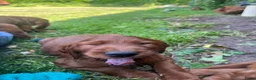 Ierse Setter honden te koop: Ierse setter  - Advertentie 6