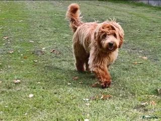 Australian Labradoodle honden Medium Australian Labradoodle pup nestaankondiging - Advertentie 1