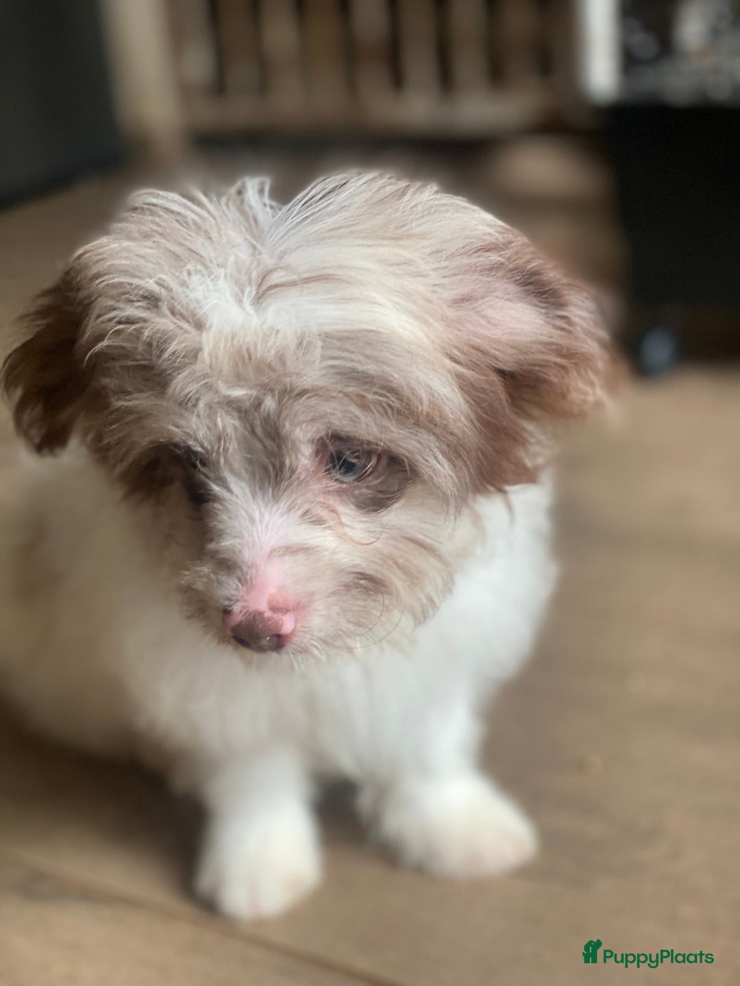 Shihpoo honden te koop: Shipoo pups bont en choco  - Afbeelding 7